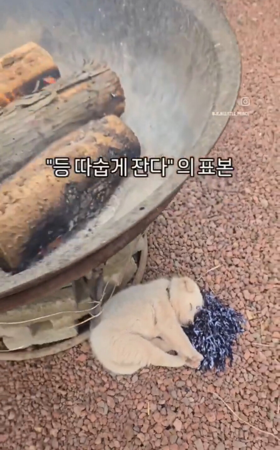 '등 따숩개 잔다'의 표본을 보여주는 멍뭉이.jpgif_1.jpg