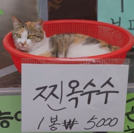 5천원짜리 찐옥수수.jpg_1.jpg