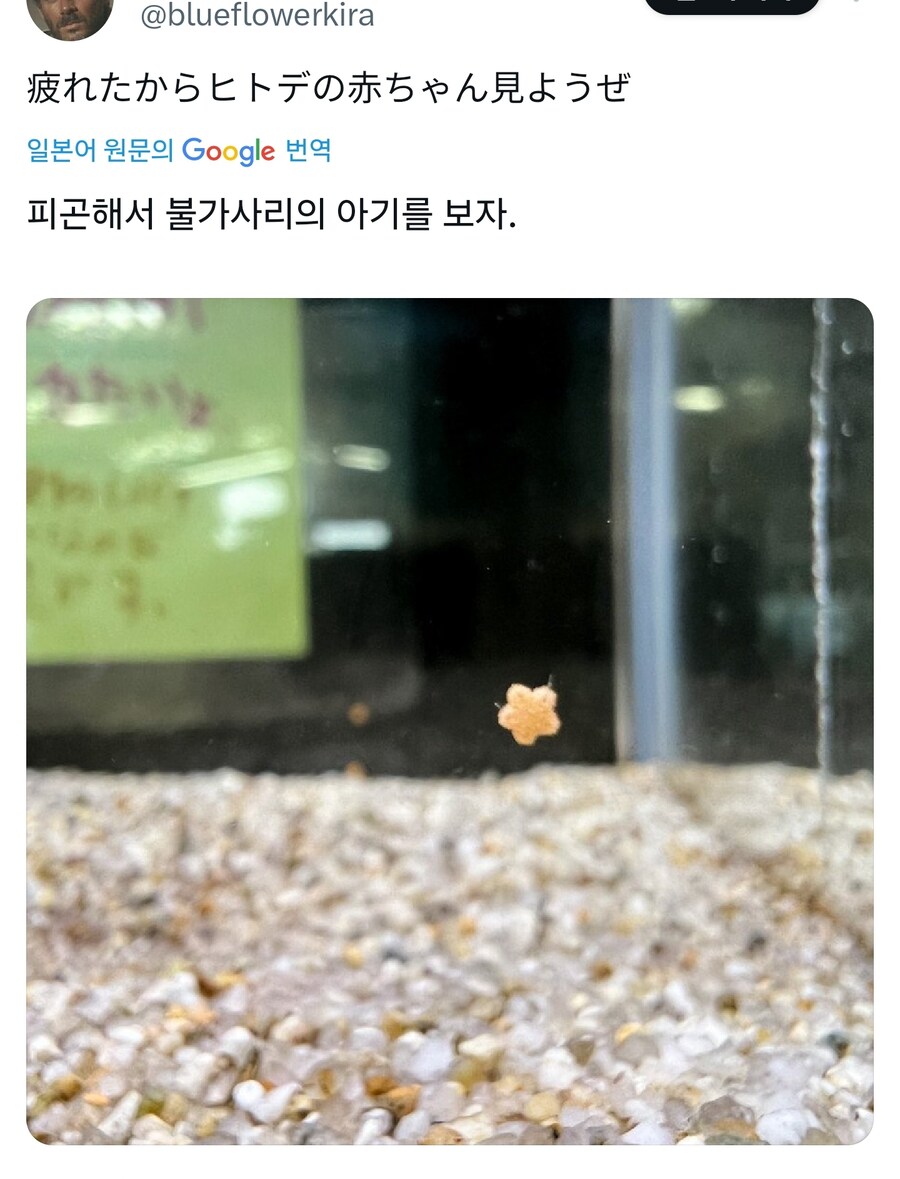 피곤한사람 애기불가사리라도 봐_1.jpg