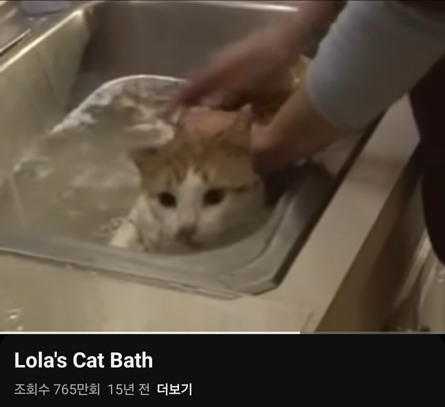 한때 화제였던 나갈래 고양이_1.jpg