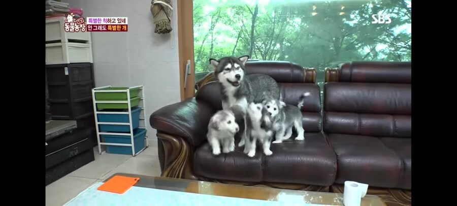 방송 5년만에 신동엽이 밝힌 방송불가였던 동물농장 말스키 탄생의 비밀_1.jpg