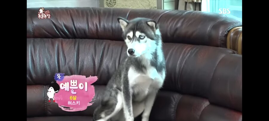 방송 5년만에 신동엽이 밝힌 방송불가였던 동물농장 말스키 탄생의 비밀_2.jpg