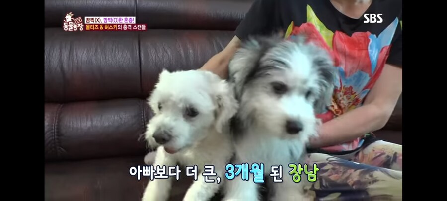 방송 5년만에 신동엽이 밝힌 방송불가였던 동물농장 말스키 탄생의 비밀_5.jpg