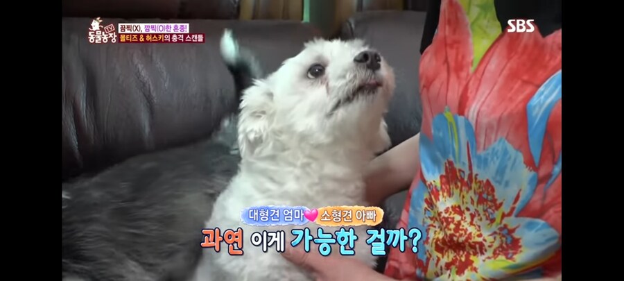 방송 5년만에 신동엽이 밝힌 방송불가였던 동물농장 말스키 탄생의 비밀_11.jpg