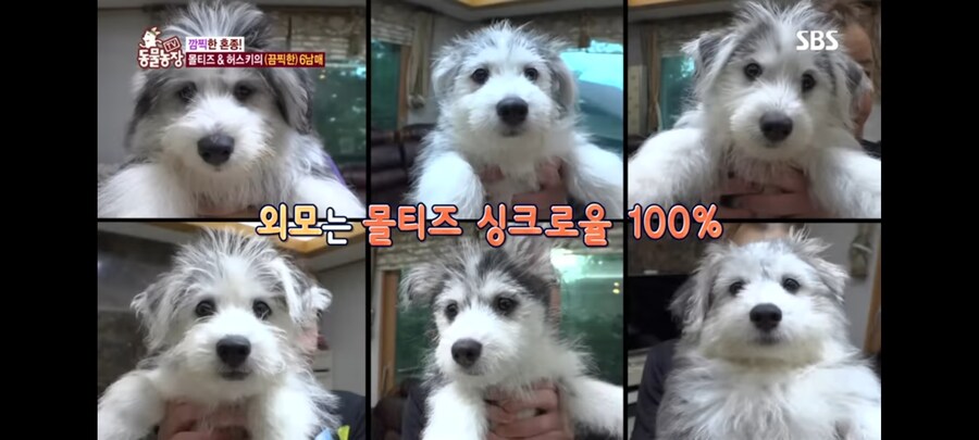 방송 5년만에 신동엽이 밝힌 방송불가였던 동물농장 말스키 탄생의 비밀_10.jpg