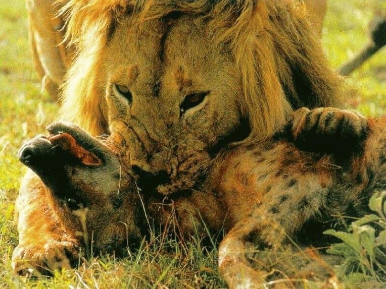 무능한 수컷 사자는 아내가 일할때 뭐함?_3.jpg