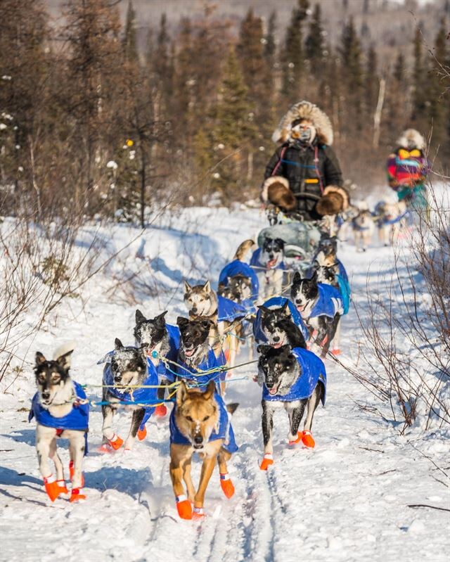 극한의 환경만 갖춰지면 지상 최강의 지구력을 뽐내는 육상동물_1.jpg