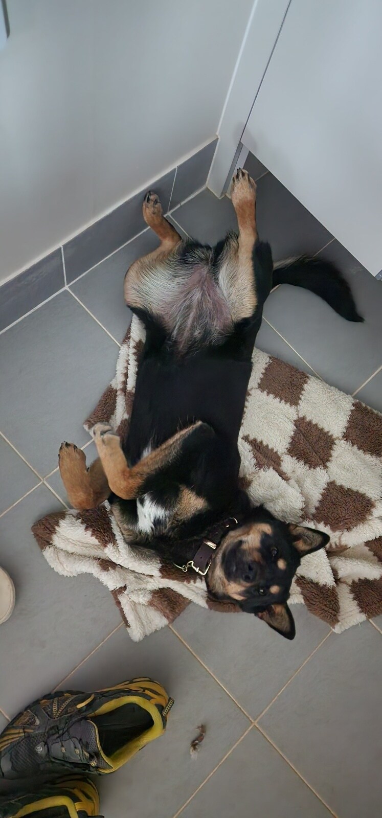 애완동물)진돗개같지 않은 진돗개_2.jpg