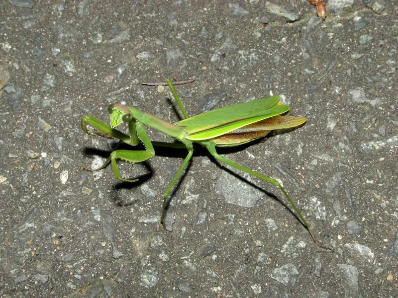 사마귀는 의외로_1.webp