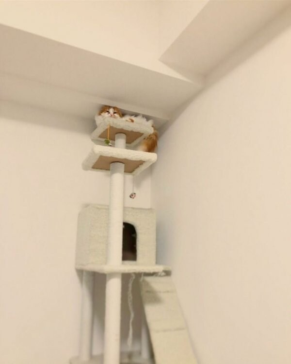 캣타워 높이 계산 실수함_1.jpg