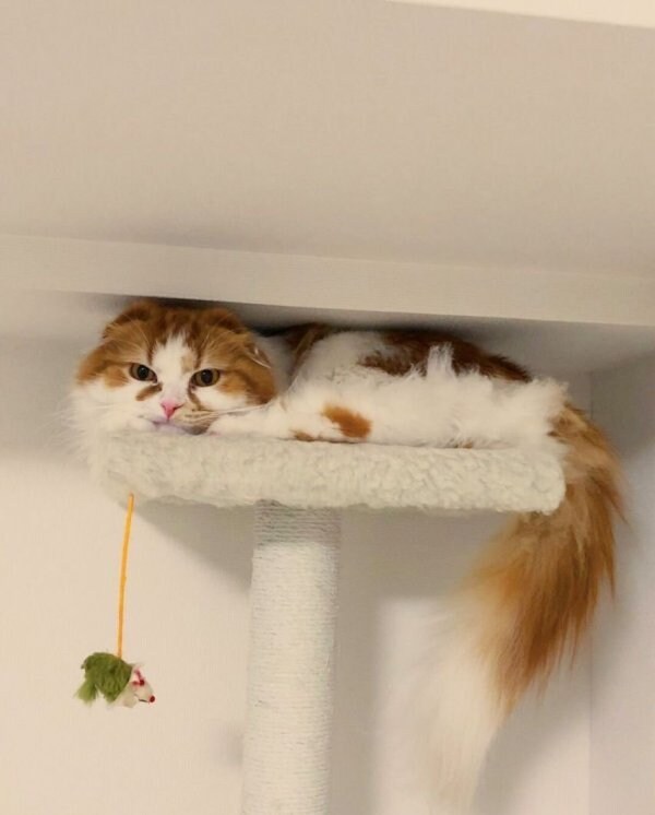 캣타워 높이 계산 실수함_2.jpg