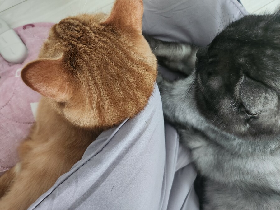 고양이가 싸가지 없게 생겼나요?_3.jpg