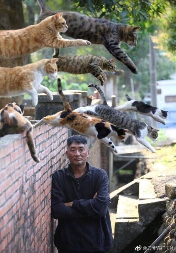 고양이 무리를 조심해야 하는 이유_4.jpg