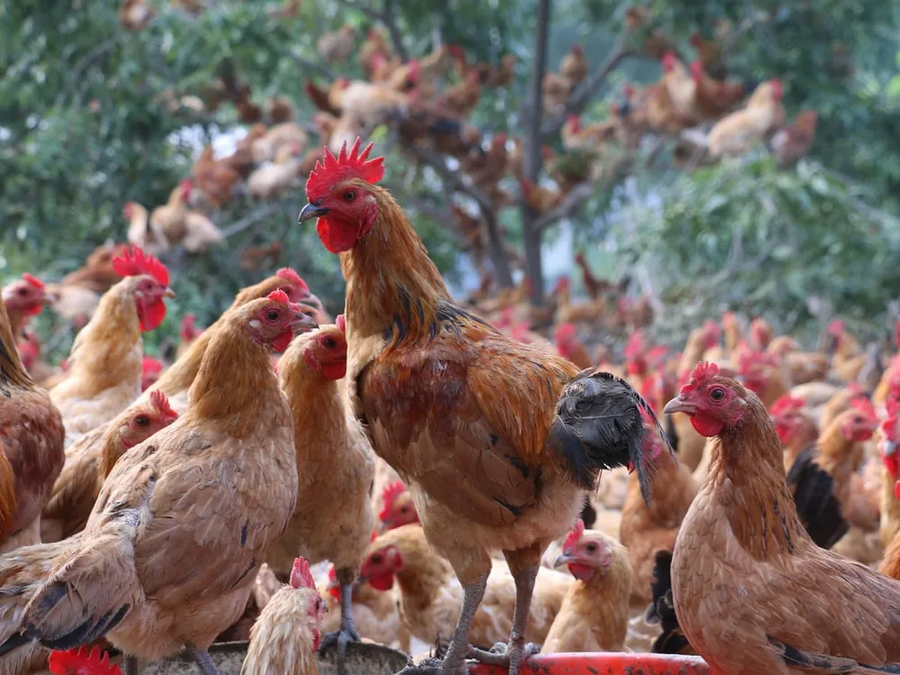 시장 경제 무시하는 음식.. ‘치킨!’_1.webp