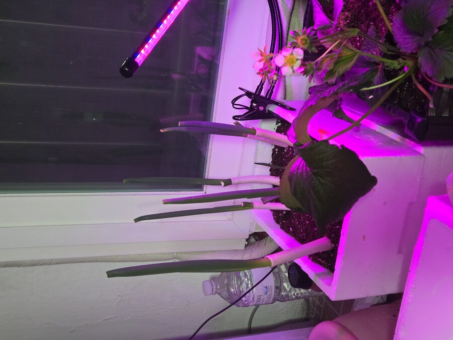 키우기) 근데 요즘엔 온라인게임에 손이 안가는 EU_1.jpg