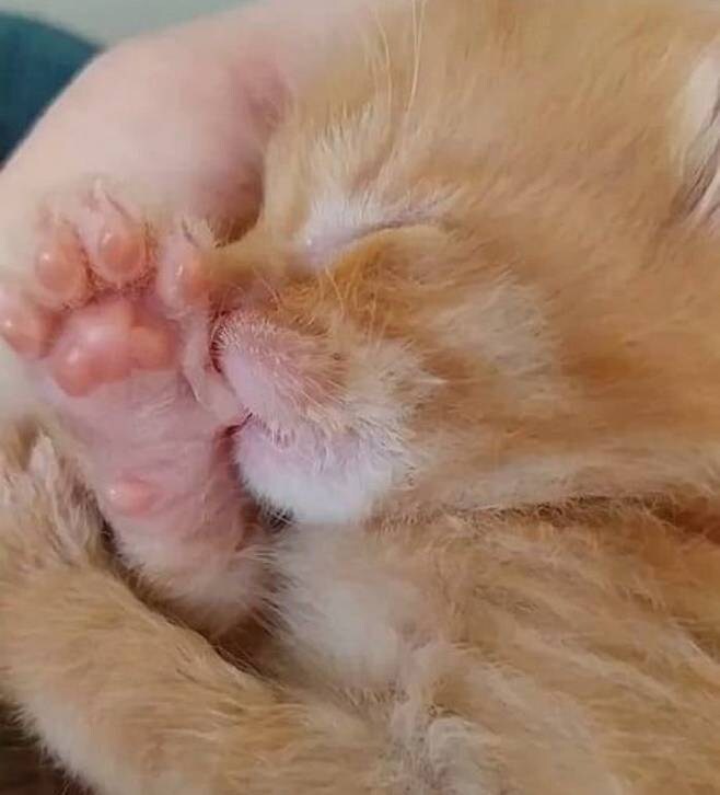 아기 고양이가 잘때 엄지를 입에 넣어요_1.jpg