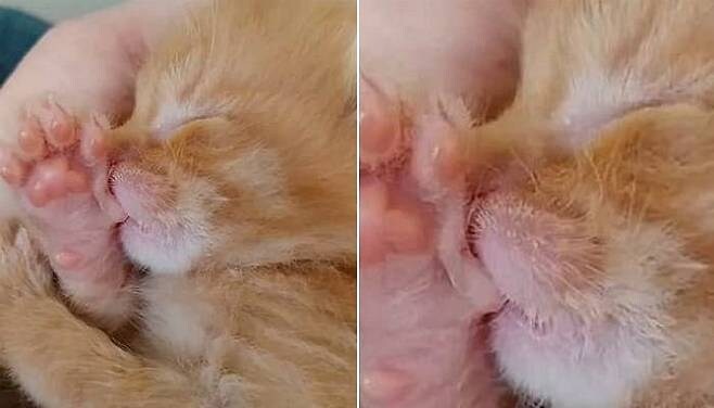 아기 고양이가 잘때 엄지를 입에 넣어요_2.jpg