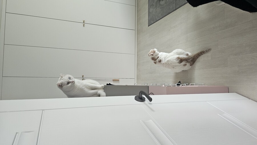 속보)고양이들 조카들 피해 최종 방어선 까지 후퇴해_1.jpg