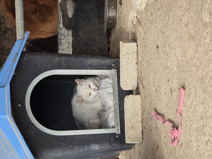 명절 큰집 시고르 자브종 근황_10.jpg