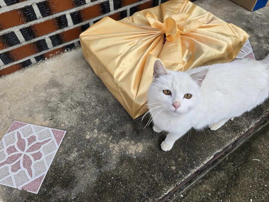 명절 큰집 시고르 자브종 근황_13.jpg