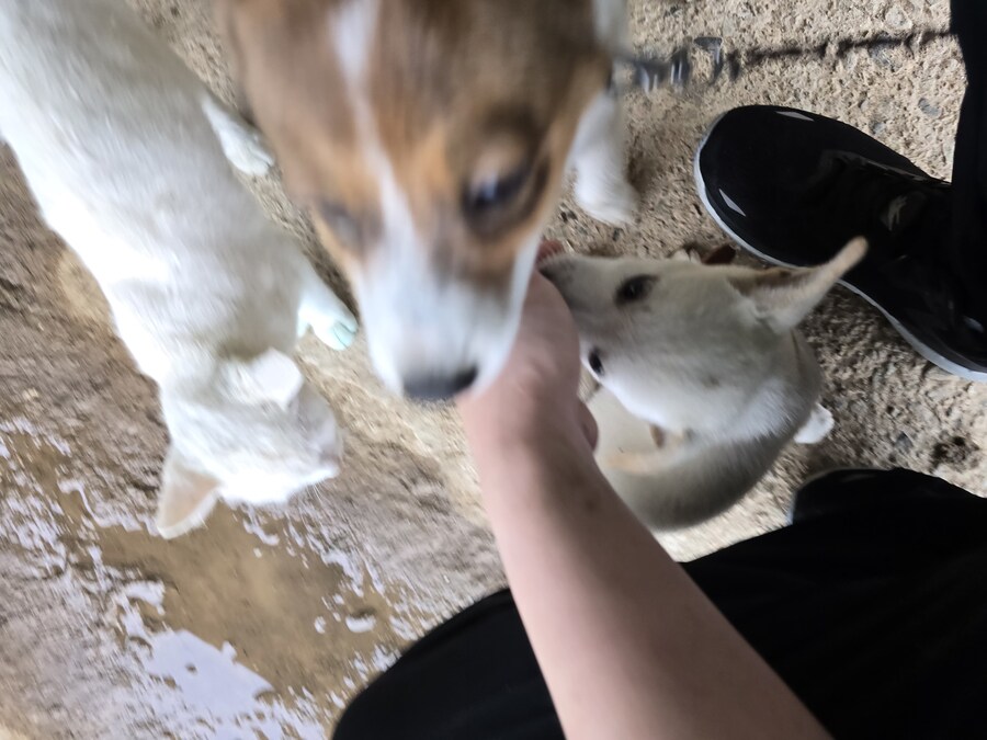 명절 큰집 시고르 자브종 근황_5.jpg