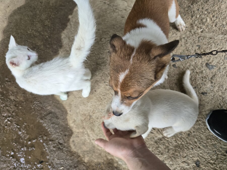 명절 큰집 시고르 자브종 근황_6.jpg