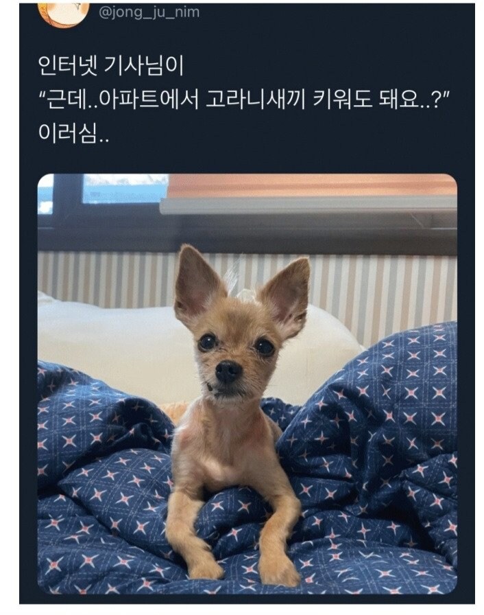 아파트에서 고라니 새끼 키워도 돼요?_1.jpg