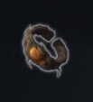엔더 매그놀리아 모든 장비 리스트_22.png
