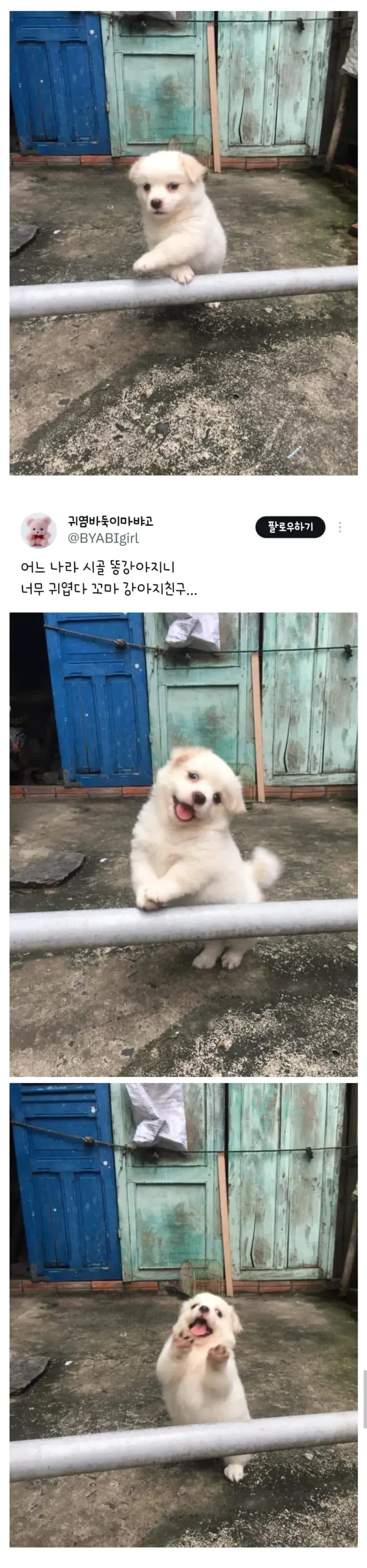 해외 시고르자브종.jpg_1.webp