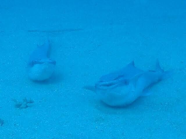 더이상 헤엄치기를 포기한 물고기의 최후_3.jpg