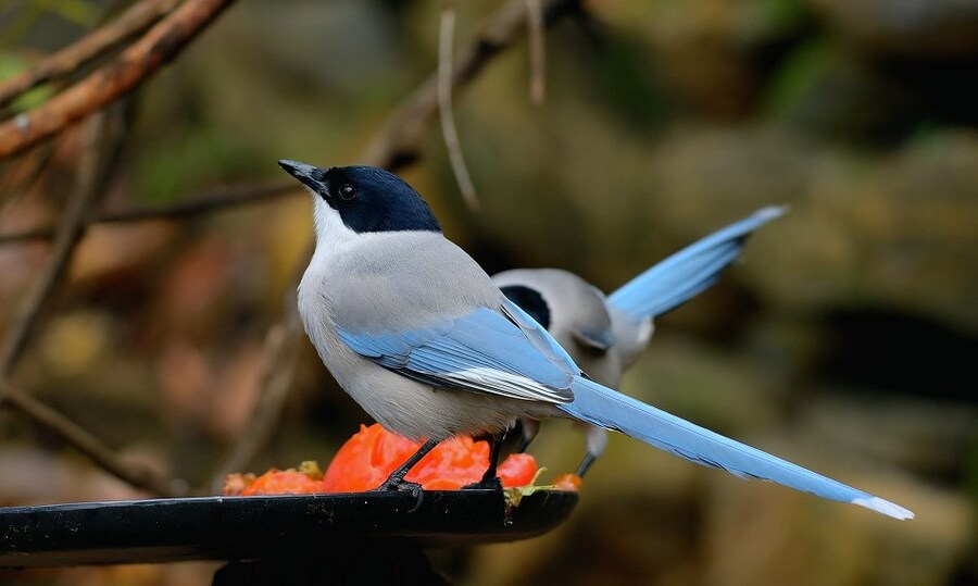 게이- 게이- 게-이 하면서 우는 새_2.jpg