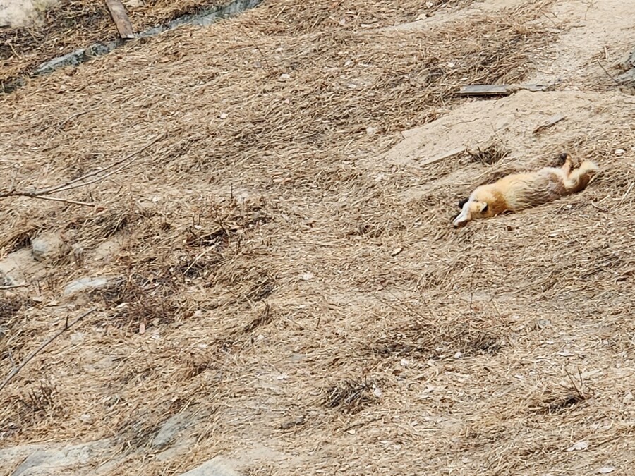 여우) 주말에 여우생태관찰원가서 대박샷찍고옴.jpg_1.jpg