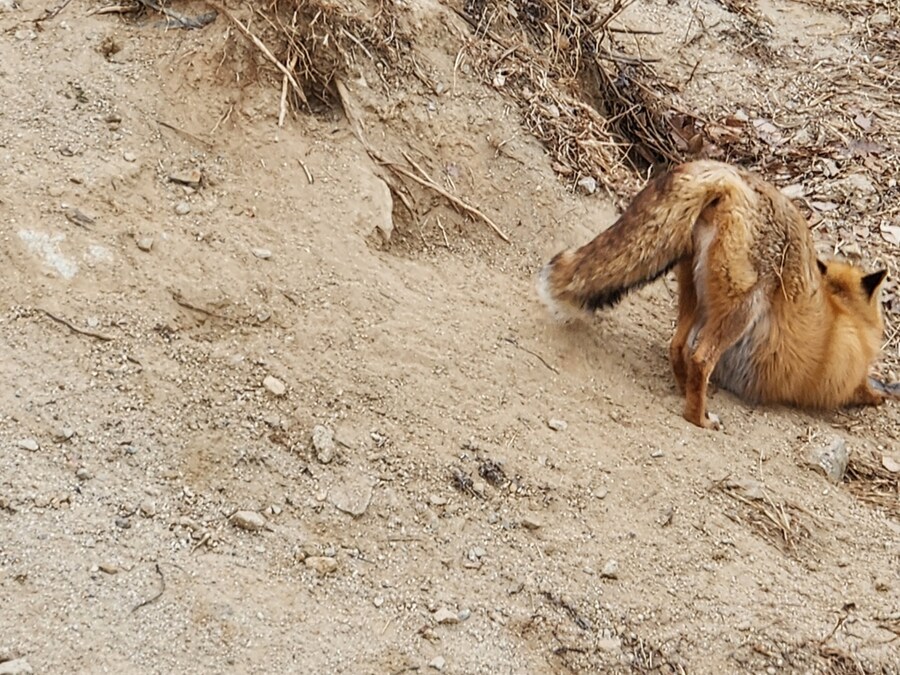 여우) 주말에 여우생태관찰원가서 대박샷찍고옴.jpg_3.jpg