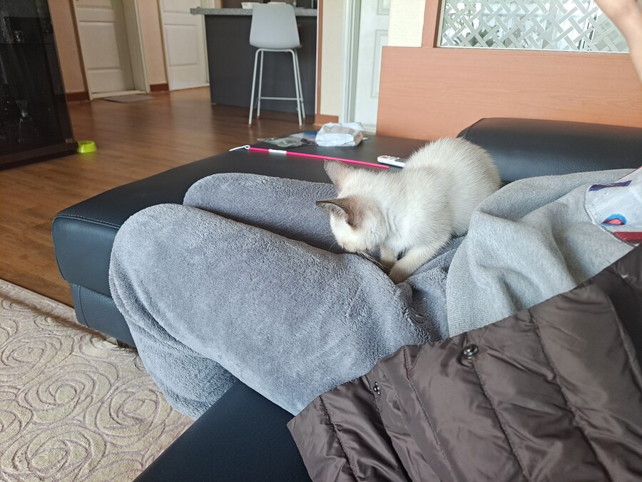 우리집 충묘 사진 좀 보세요~~~_1.jpg