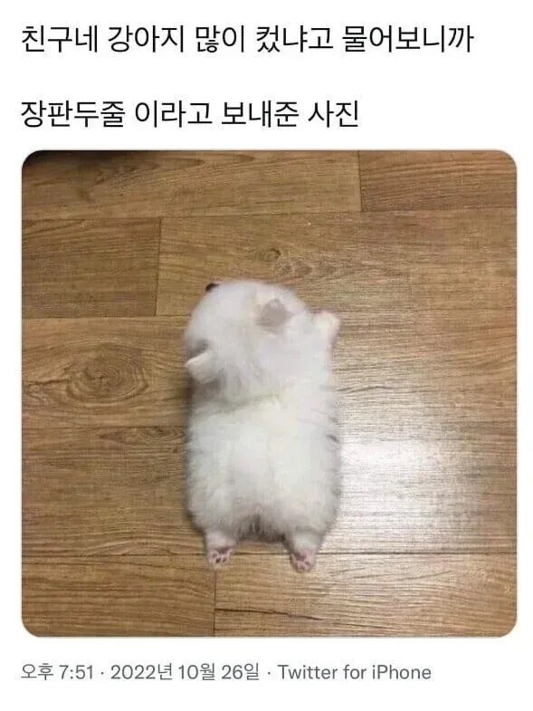 "야 너네집 강아지 많이 컸냐?"_1.jpg