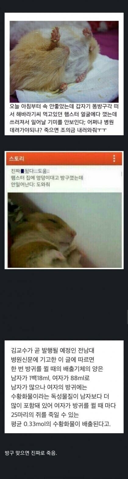 햄스터를 키울 때 주의해야 할 점.JPG_1.jpg
