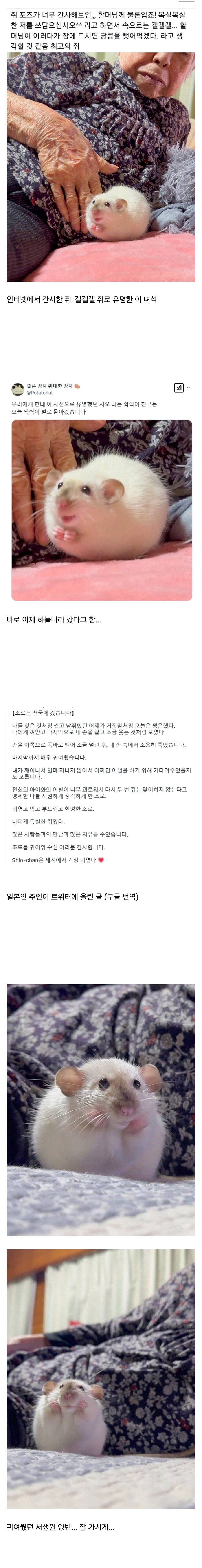 유명한 겔겔겔 쥐 근황..._1.jpg