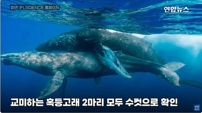 세계 최초 혹동고래 섹스 장면 포착_3.jpg
