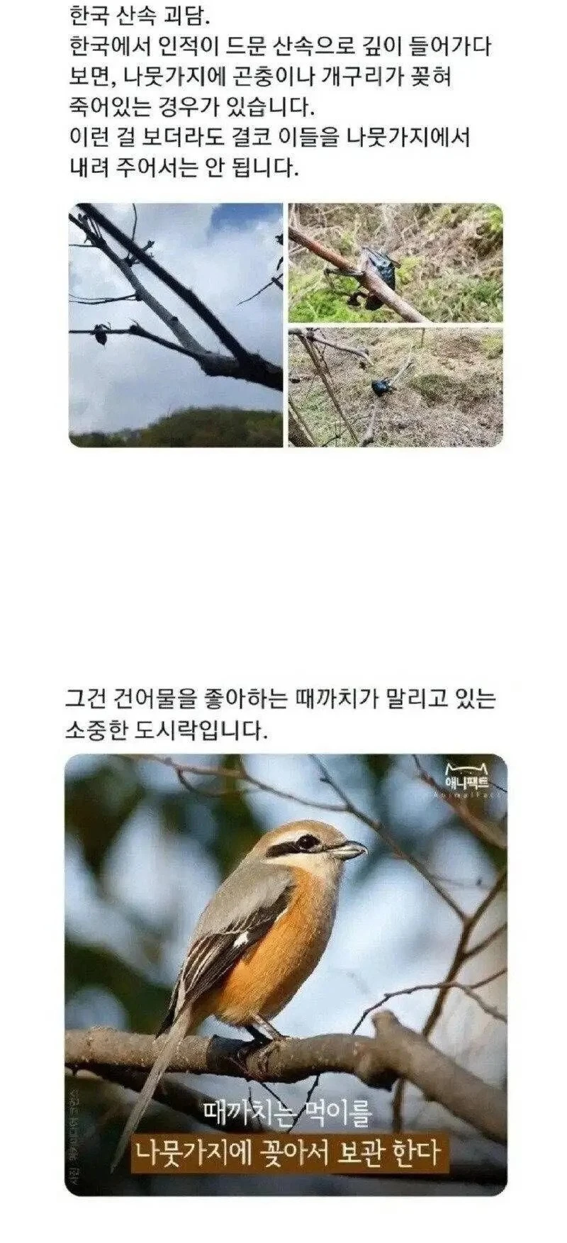 산속에서 나무에 꽂힌 동물 사체를 건드리면 안 되는 이유_1.webp