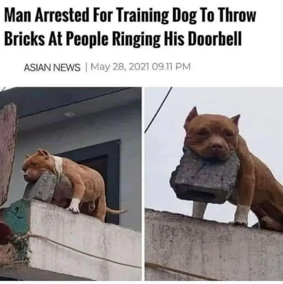 우리개는 안물어요_1.webp