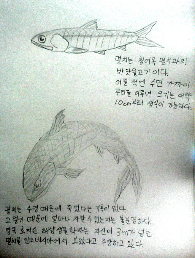 멸치의 신비.manga_1.jpg