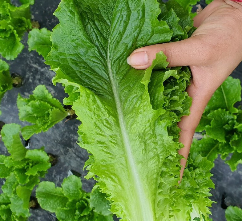 [네이버] 논산 청상추 농가직송 아삭이 1kg / 6,400원 무배_1.jpg