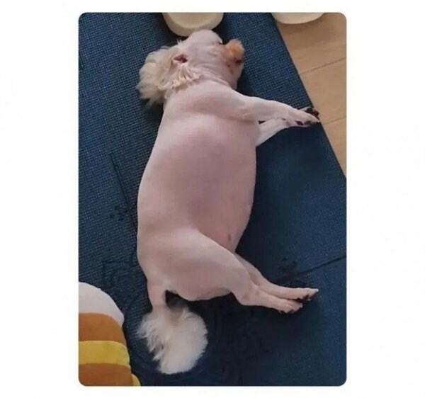 너무 살쪄서 털이라도 깎아 본 견주_2.jpg