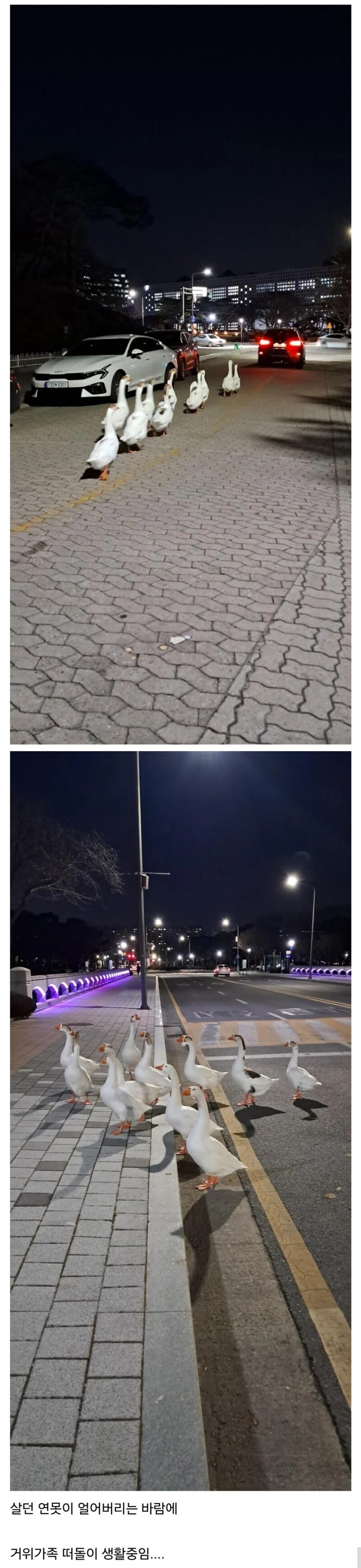 연못이 얼어버린 카이스트 근황.jpg_2.jpg