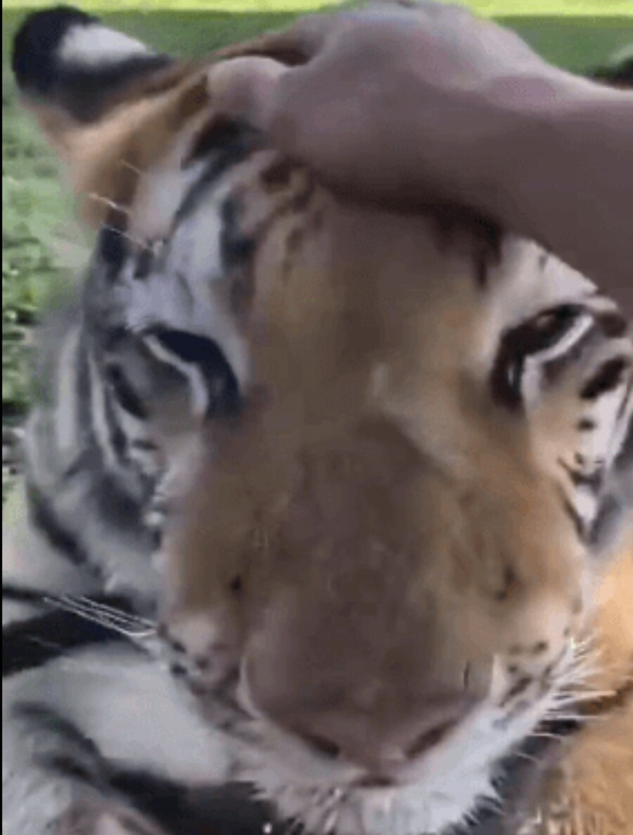 설표 만난 호랑이 표정이 결코 안전하지 않은 이유_4.jpg