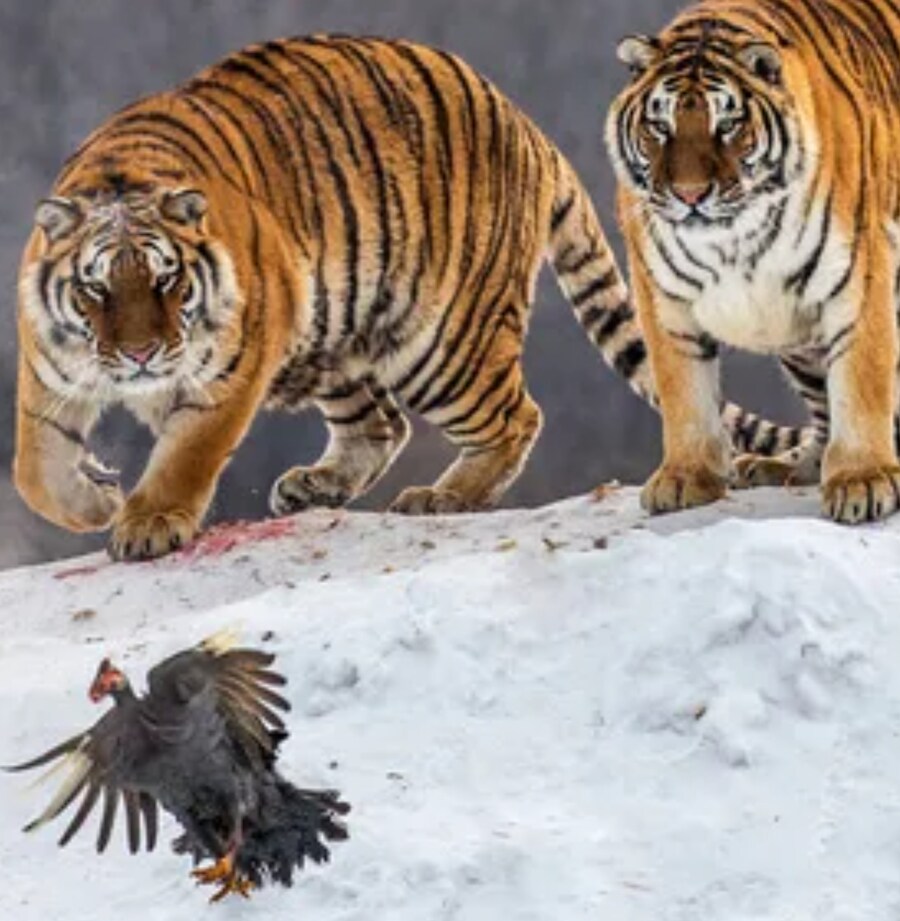 설표 만난 호랑이 표정이 결코 안전하지 않은 이유_8.jpg