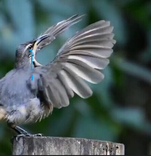 교미를 위해 노력하는 새_1.png