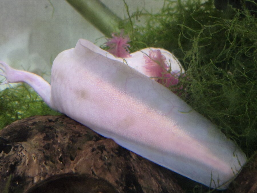 수조)도망간 부시_1.jpg