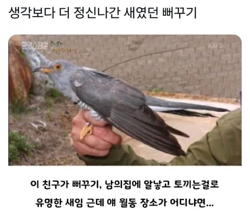 생각 보다 더 정신 나간 새였던 뻐꾸기.jpg_1.jpg