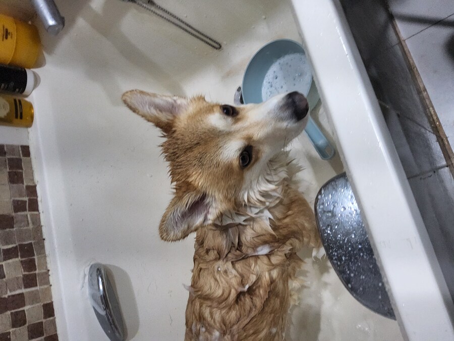 웰시코기와 함께한 연휴_3.jpg